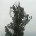 Szarvas 321